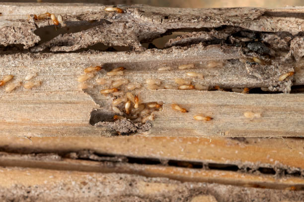 Best Best Pest Control Companies  in North Lewisburg, OH
